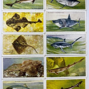 Komplettes Zigarettenkarten-Set „Seefische“ von John Player & Sons aus dem Jahr 1938 – 50 Vintage-Karten, farbenfrohe Meeresillustrationen, ideal für Sammler