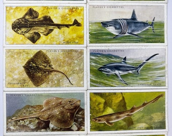 Complete 1938 John Player & Sons Sea Fishes Cigarette Card Set - 50 Vintage Cards, Colorful Marine Illustrations, Ideal for Collectors