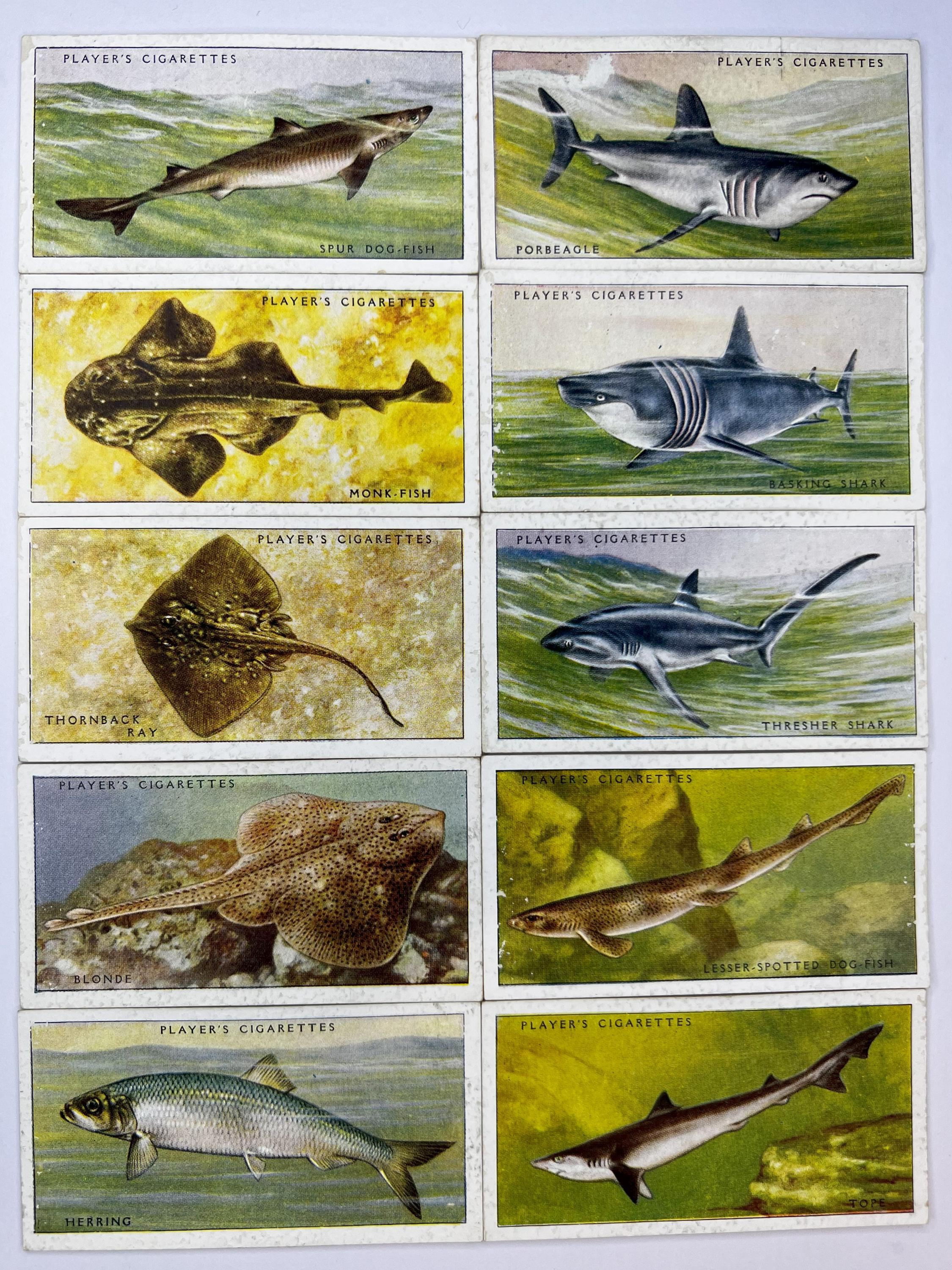 Complete 1938 John Player & Sons Sea Fishes Cigarette Card Set - 50 Vintage  Cards, Colorful Marine Illustrations, Ideal for Collectors