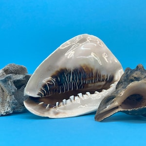 Könnte beinhalten: Eine Sammlung von Muscheln und Korallen vor einem hellblauen Hintergrund. Die Muscheln umfassen eine große, cremefarbene Muschel mit braunen Markierungen, eine dunkelbraune Muschel und ein Stück graue Koralle.