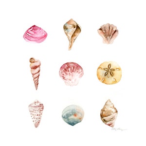 Puede incluir: Una pintura de acuarela de nueve conchas marinas en varias formas y colores, incluyendo rosa, marrón y beige. Las conchas están dispuestas en un patrón de cuadrícula sobre un fondo blanco.