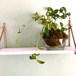 Kokedama - Vinca, Periwinkle. Handarbeitspflanze, Lebende Pflanze