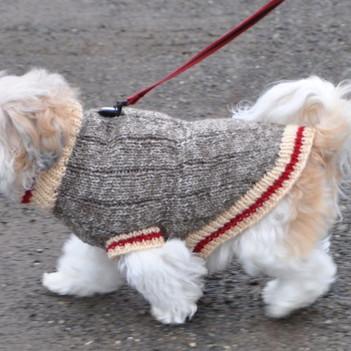 sock dog sweater