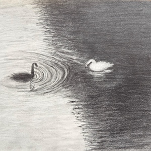 May include: A black swan swims in a circular ripple in the water, while a white swan swims in the darker water to the right.