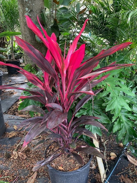 Cordyline Red Sister Ti Plant: Pink & Burgundy Foliage (10 In. Pot) - Etsy