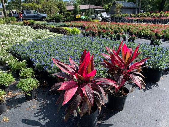 jade plants for sale near me Sedeveria Hybrid, Jet Beads Plants for Sale  The Farm Connection