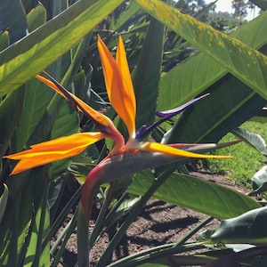 Orange Bird of Paradise Live Plant, 18-24" tall in a 10" Black Grower Pot, Indoor Outdoor Flowering Landscape Houseplant