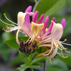 May include: A close-up of a cluster of pink and white honeysuckle flowers with yellow centers. The flowers are in bloom and have long, delicate petals. The flowers are surrounded by green leaves.