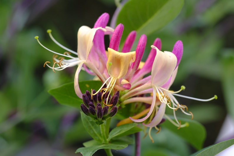 May include: A close-up of a cluster of pink and white honeysuckle flowers with yellow centers. The flowers are in bloom and have long, delicate petals. The flowers are surrounded by green leaves.