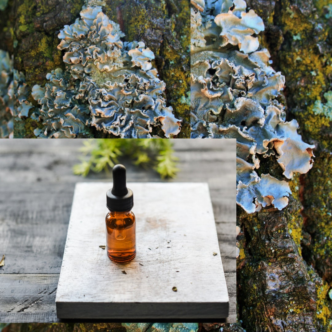 Oakmoss Absolute Oil soothing, Rich,earthy, and Woodsy Aroma, Pale