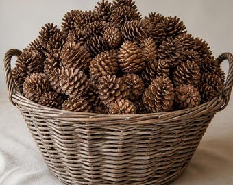 Verse, grote dennenappels in bundels van 10/ 25/50/100 stuks.