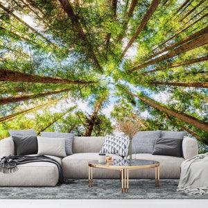 Carta da parati con alberi alti e vecchi in una foresta sempreverde - Design murale per interni tranquilli per una casa o un luogo di lavoro ben trasformati, stacca e attacca senza colla