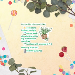 Spider Plant Room Indoor Plants Preferences Guide Light Watering Temperature Information Bubble-Free Stickers