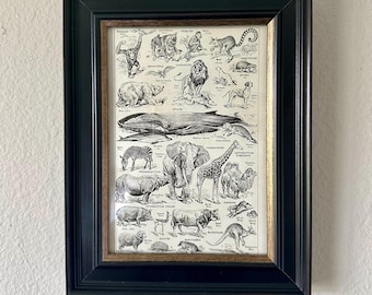 Vintage Original French Dictionary Page of Mammals, Whale, Lion, Elephant, Framed in a Black Frame