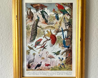 Vintage Original Color French Dictionary Page of Birds or Oiseaux, Parrot, Peacock, Ibis, Flamingo, Framed in a Vintage Gold Frame