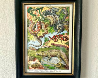 Vintage Original Color French Dictionary Page of Reptiles, Snakes, Aligator, Python, Framed in a Black and Gold Frame