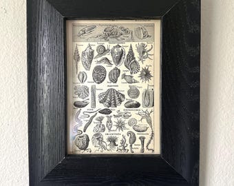 Vintage Original French Dictionary Page of Shells, Corals, Scallops and Sea Creatures, Framed in a Black Frame