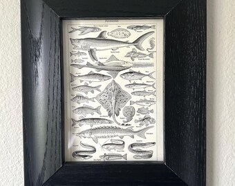 Vintage Original French Dictionary Page of Sea Creatures Framed in a Black Frame