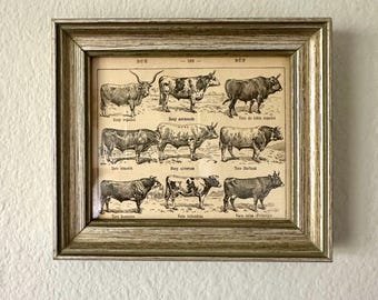 Vintage Spanish Dictionary Page Print of Cows, Framed in a Vintage Silver Colored Frame