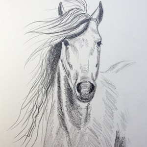 horse portrait drawing original artwork
