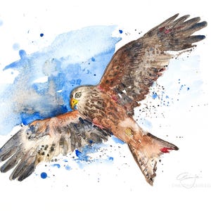 kite raptor, milvus, bird art, watercolour artwork original