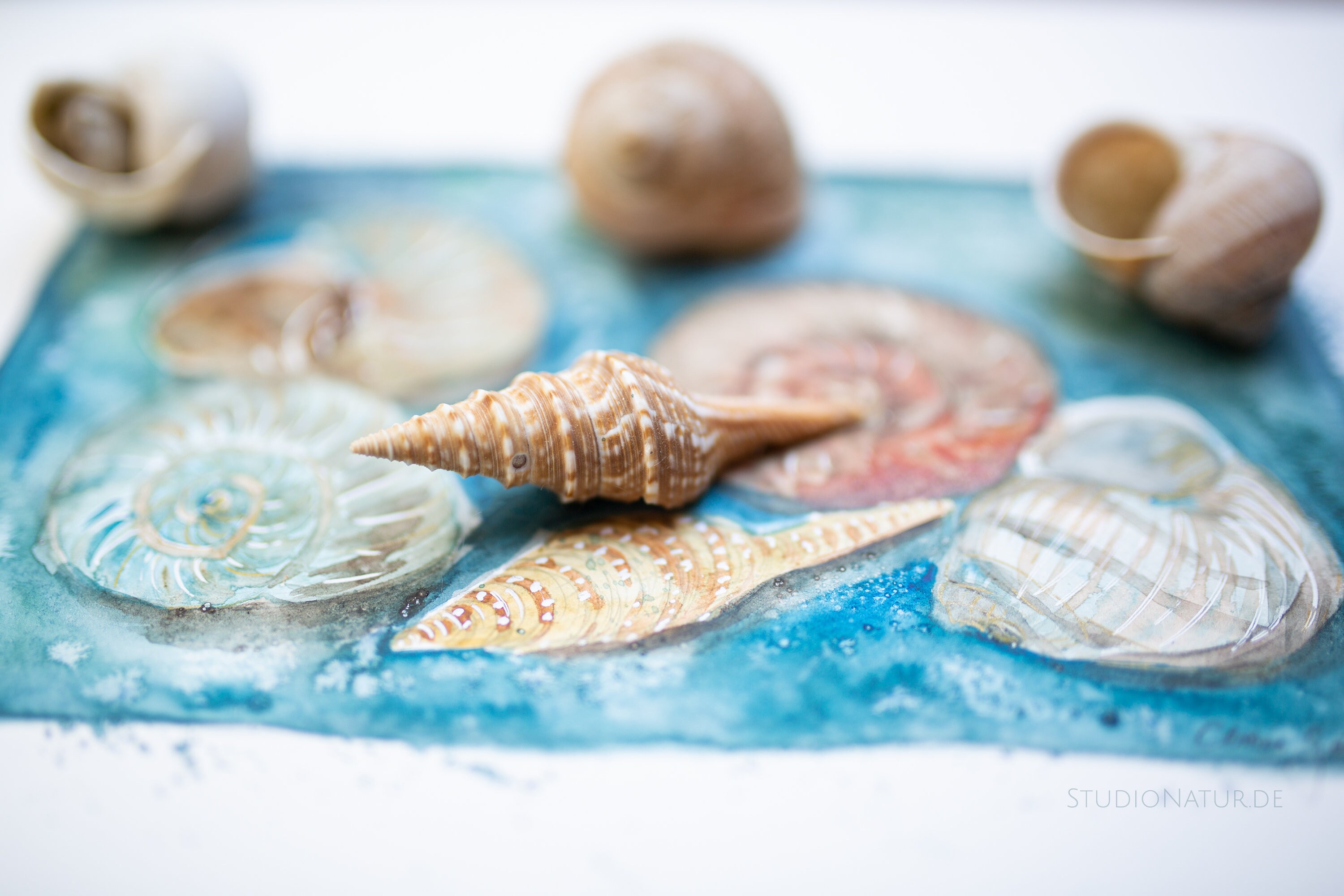 Snail Shell Original Watercolour Artwork - Etsy