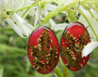 Amazing large earrings with real Australian Native flowers preserved in resin