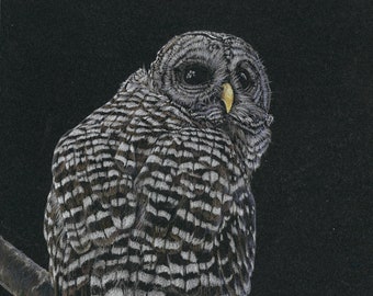 Barred Owl Giclée Fine Art Print limited and open edition