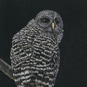 Barred Owl Giclée Fine Art Print limited and open edition