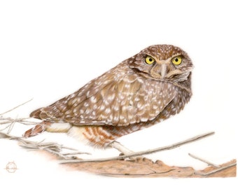 Athene cunicularia Burrowing Owl - colored pencil rendering - limited and open edition giclée print