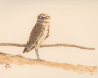 Athene cunicularia - Startled Burrowing Owl - Fine Art Print Limited and Open Editions - 8 x 10 Inches