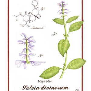 Salvia divinorum - Magic Mint - limited edition and open edition giclée print