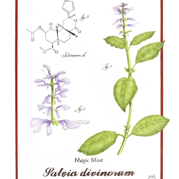 Salvia Divinorum Seeds - Etsy