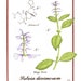 see more listings in the Mind-Altering Plants section