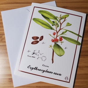 Cocaine - Erythroxylum coca - Greeting Card 4.25" x 5.5" - Blank Inside