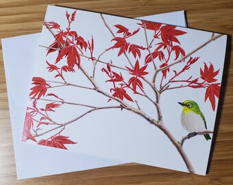 Maple-Warbler Set of 8 Identical Cards - Boxed Set - Includes Envelopes