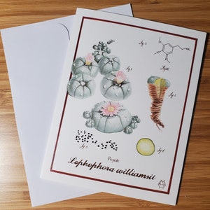 Tarjeta de felicitación de peyote (Lophophora williamsii), 4,25 x 5,5 pulgadas (en blanco por dentro)