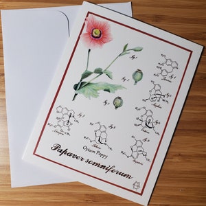 Coquelicot à opium - Papaver somniferum - carte de voeux 4,25 x 5,5 po. - intérieur vierge