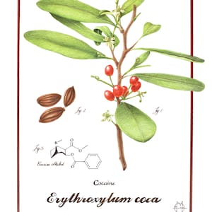 NIEDRIGER PREIS! Kokain - Erythroxylum coca - limitierter Giclée-Druck in offener Auflage