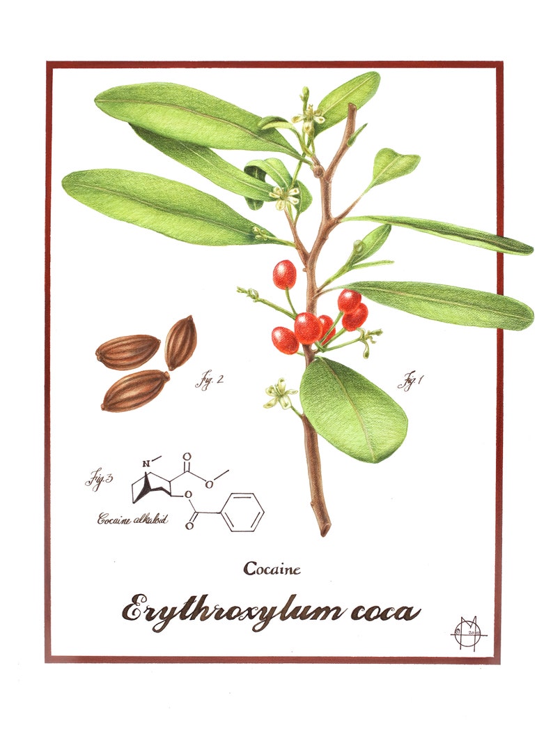 Erythroxylum cocoa Cocaine limited and open edition giclée print image 1