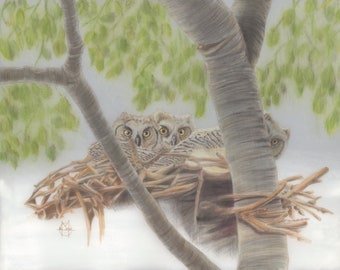 Bubo virginianus - Great Horned Owlets - Giclee Limited & Open Edition Prints 11 x 14 inches