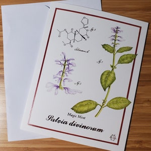Salvia divinorum - Magic Mint - Greeting Card 4.25&quot; x 5.5&quot; - Blank Inside