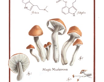 NIŻSZA CENA! Grzyb Psilocybe cubensis, limitowana edycja, wydruk giclée