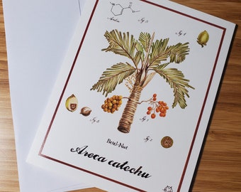 Betel Nut - Areca catechu - Greeting Card 4.25" x 5.5" - Blank Inside