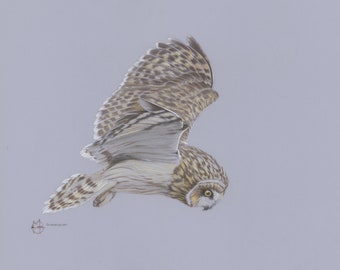 Owl Giclée Fine Art Print limited and open edition - Short-Eared Owl - Asio flammeus