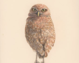 Athene cunicularia - Burrowing Owl Fine Art Giclee Print - Limited and Open Editions 8 x 10 Inches