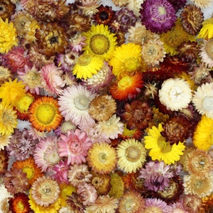 Dried Strawflowers