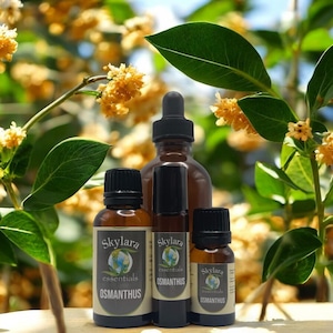 Osmanthus Essential Oil - Free Shipping