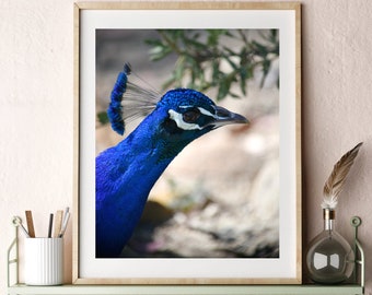 Peacock Photo Wall Art Downloadable Printable Bird Photography