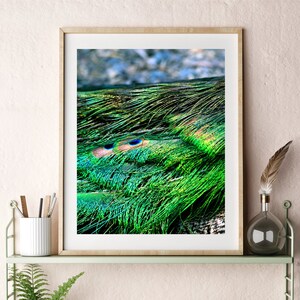Peacock Feather Photo Downloadable Printable Bird Wall Art Photography